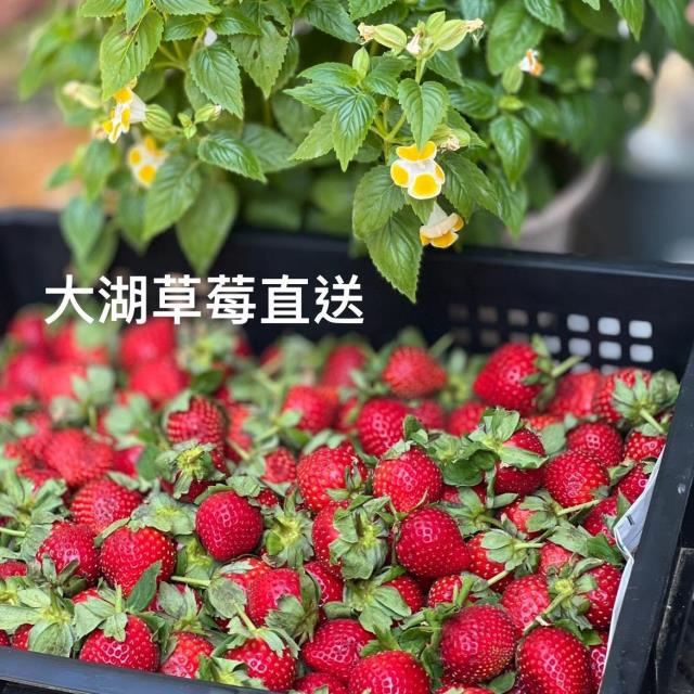 花見小露